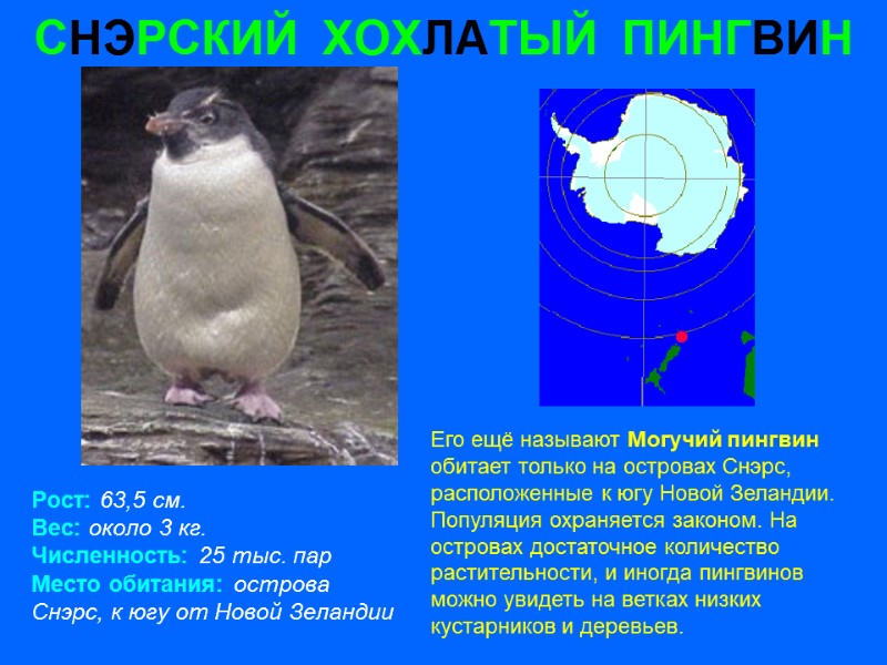 СНЭРСКИЙ  ХОХЛАТЫЙ  ПИНГВИН Рост: 63,5 см. Вес: около 3 кг. Численность: 25